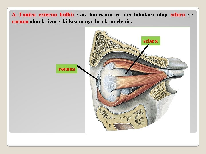 A–Tunica externa bulbi: Göz küresinin en dış tabakası olup sclera ve cornea olmak üzere