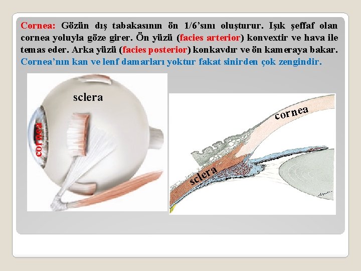 Cornea: Gözün dış tabakasının ön 1/6’sını oluşturur. Işık şeffaf olan cornea yoluyla göze girer.