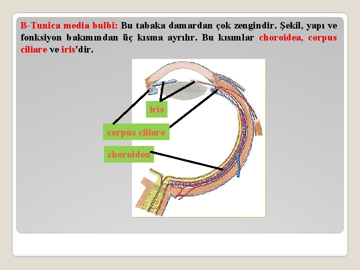 B-Tunica media bulbi: Bu tabaka damardan çok zengindir. Şekil, yapı ve fonksiyon bakımından üç