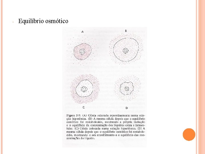 - Equilíbrio osmótico 