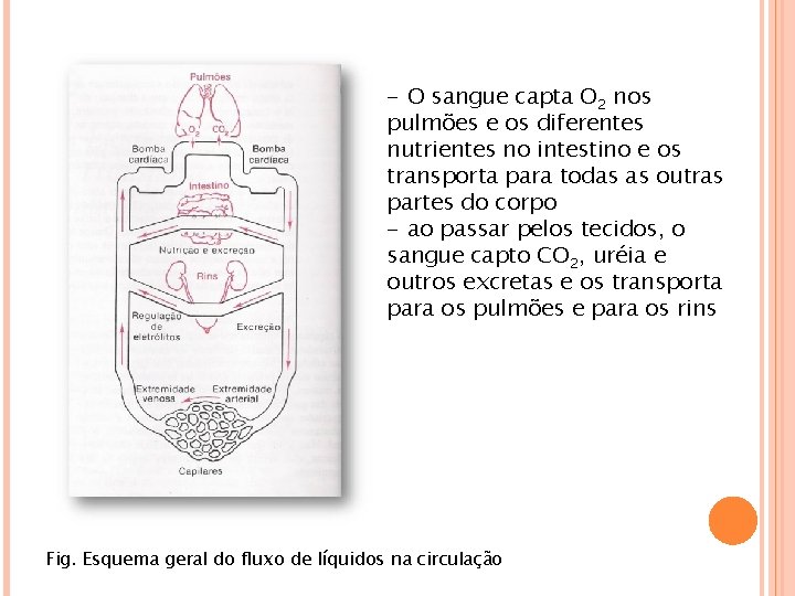 - O sangue capta O 2 nos pulmões e os diferentes nutrientes no intestino