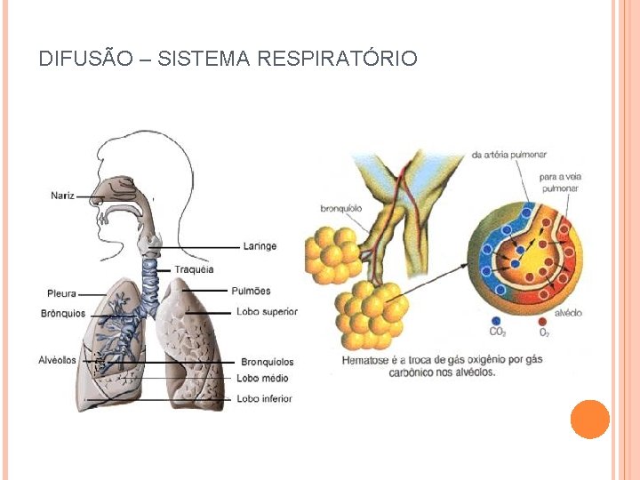 DIFUSÃO – SISTEMA RESPIRATÓRIO 