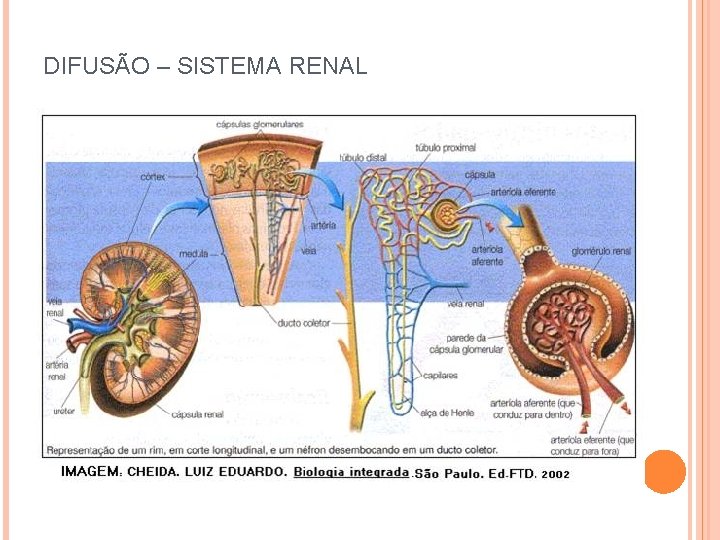 DIFUSÃO – SISTEMA RENAL 