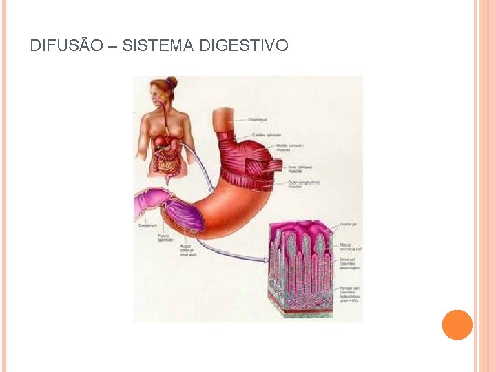 DIFUSÃO – SISTEMA DIGESTIVO 