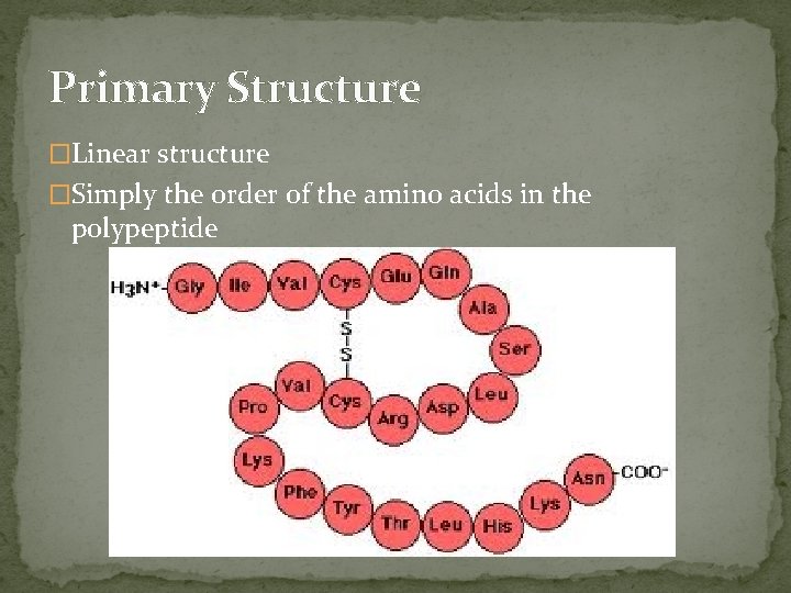 Primary Structure �Linear structure �Simply the order of the amino acids in the polypeptide