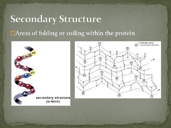 Secondary Structure �Areas of folding or coiling within the protein 