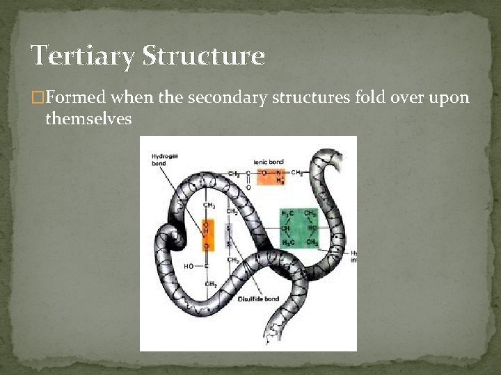 Tertiary Structure �Formed when the secondary structures fold over upon themselves 