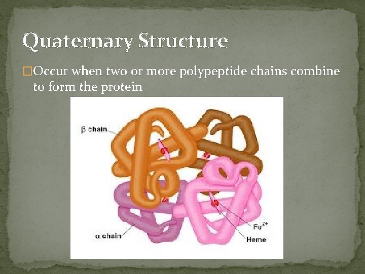 Quaternary Structure �Occur when two or more polypeptide chains combine to form the protein