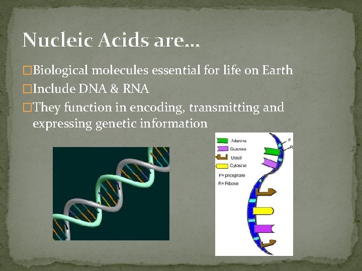 Nucleic Acids are… �Biological molecules essential for life on Earth �Include DNA & RNA