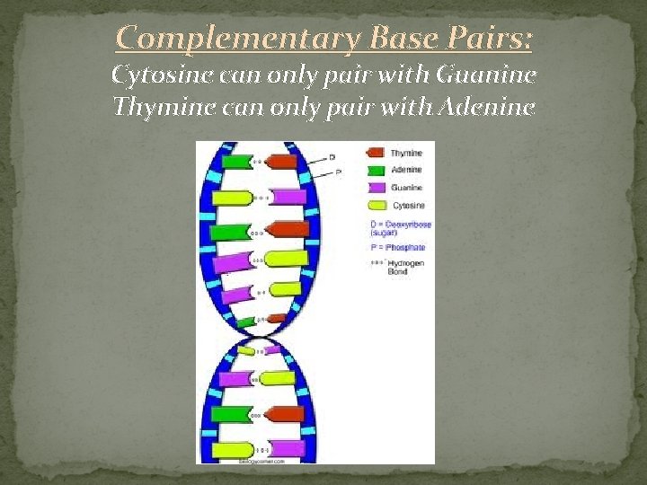 Complementary Base Pairs: Cytosine can only pair with Guanine Thymine can only pair with