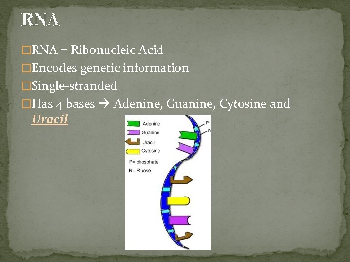 RNA �RNA = Ribonucleic Acid �Encodes genetic information �Single-stranded �Has 4 bases Adenine, Guanine,