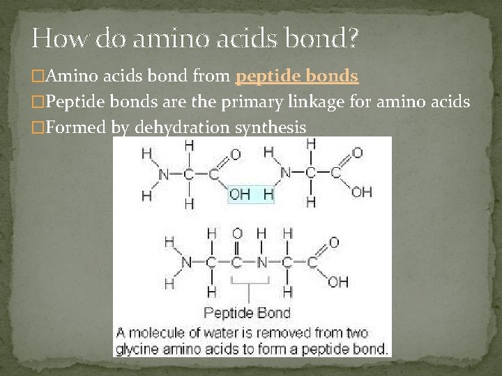 How do amino acids bond? �Amino acids bond from peptide bonds �Peptide bonds are