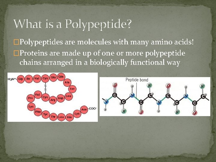 What is a Polypeptide? �Polypeptides are molecules with many amino acids! �Proteins are made