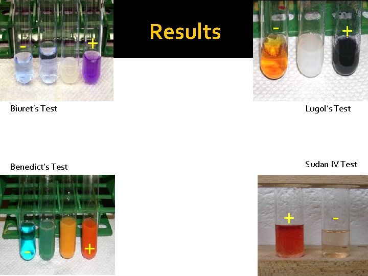 - + Results - + Biuret’s Test Lugol’s Test Benedict’s Test Sudan IV Test