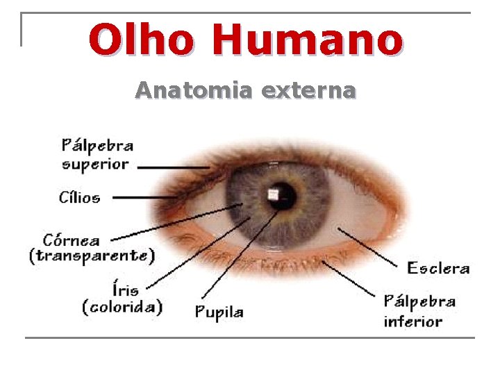 Olho Humano Anatomia externa 