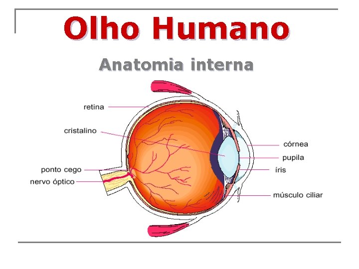 Olho Humano Anatomia interna 