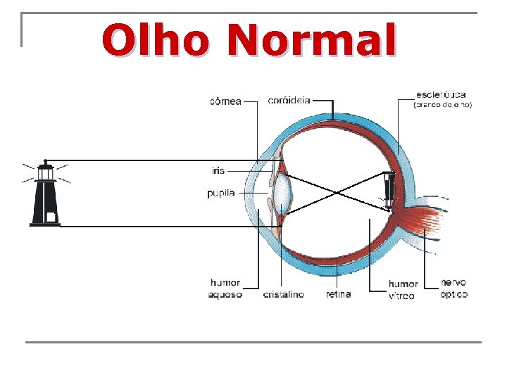 Olho Normal 