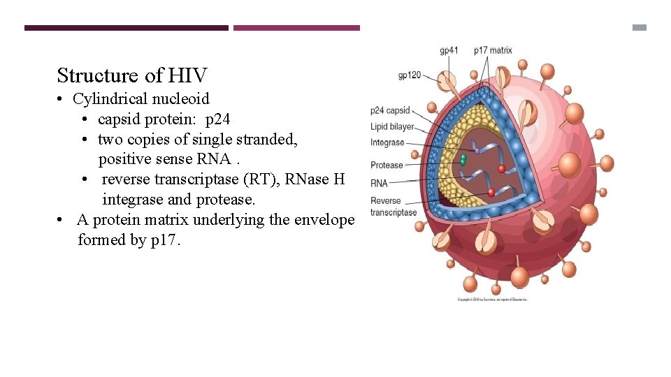 HUMAN IMMUNODEFICIENCY VIRUS OBJECTIVES What is the definition