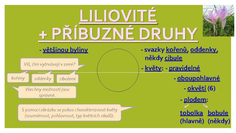 LILIOVITÉ + PŘÍBUZNÉ DRUHY - většinou byliny Víš, čím vytrvávají v zemi? kořeny oddenky