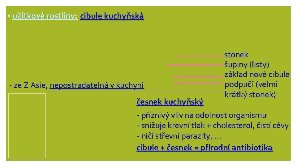  • užitkové rostliny: cibule kuchyňská - ze Z Asie, nepostradatelná v kuchyni stonek