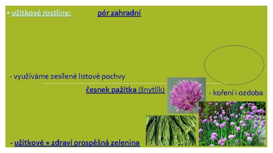  • užitkové rostliny: pór zahradní - využíváme zesílené listové pochvy česnek pažitka (šnytlík)