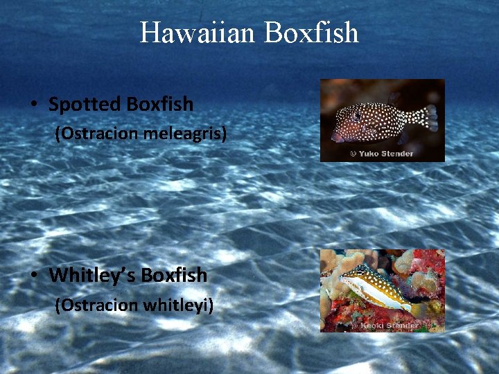 Hawaiian Boxfish • Spotted Boxfish (Ostracion meleagris) • Whitley’s Boxfish (Ostracion whitleyi) 
