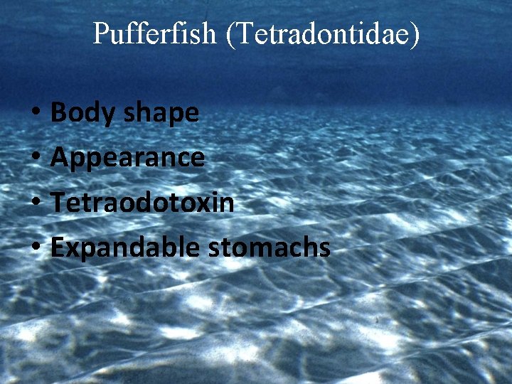 Pufferfish (Tetradontidae) • Body shape • Appearance • Tetraodotoxin • Expandable stomachs 
