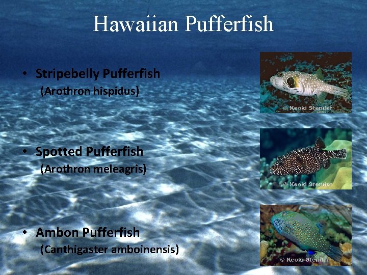 Hawaiian Pufferfish • Stripebelly Pufferfish (Arothron hispidus) • Spotted Pufferfish (Arothron meleagris) • Ambon
