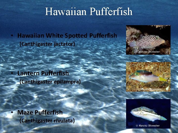 Hawaiian Pufferfish • Hawaiian White Spotted Pufferfish (Canthigaster jactator) • Lantern Pufferfish (Canthigaster epilampra)