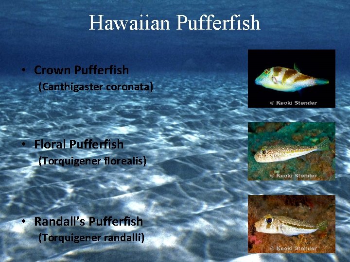 Hawaiian Pufferfish • Crown Pufferfish (Canthigaster coronata) • Floral Pufferfish (Torquigener florealis) • Randall’s