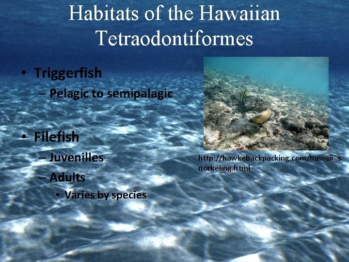 Habitats of the Hawaiian Tetraodontiformes • Triggerfish – Pelagic to semipalagic • Filefish –