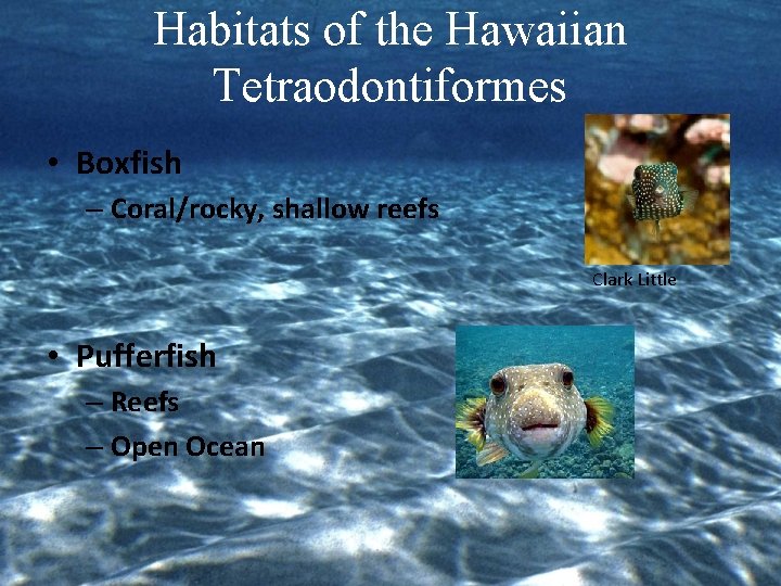 Habitats of the Hawaiian Tetraodontiformes • Boxfish – Coral/rocky, shallow reefs Clark Little •