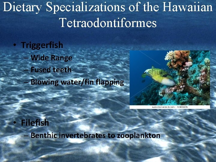 Dietary Specializations of the Hawaiian Tetraodontiformes • Triggerfish – Wide Range – Fused teeth
