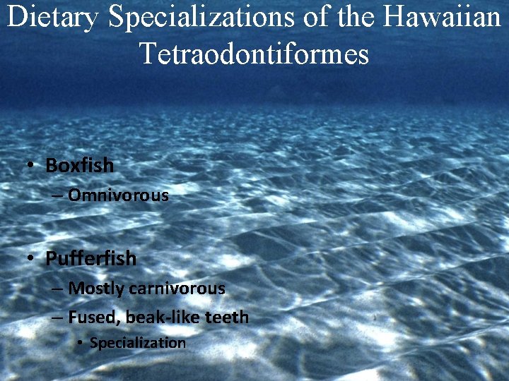Dietary Specializations of the Hawaiian Tetraodontiformes • Boxfish – Omnivorous • Pufferfish – Mostly
