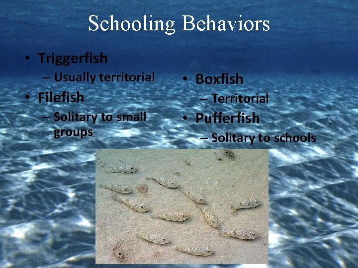 Schooling Behaviors • Triggerfish – Usually territorial • Filefish – Solitary to small groups