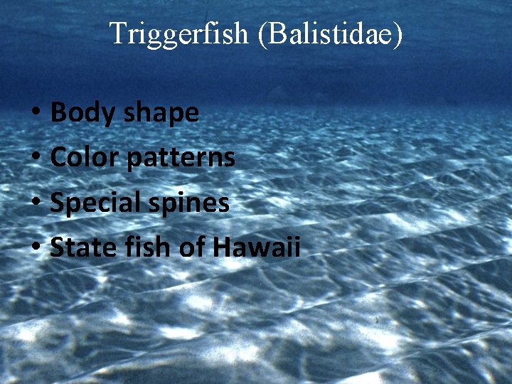 Triggerfish (Balistidae) • Body shape • Color patterns • Special spines • State fish