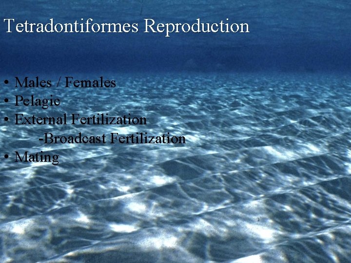 Tetradontiformes Reproduction • • • Males / Females Pelagic External Fertilization -Broadcast Fertilization •