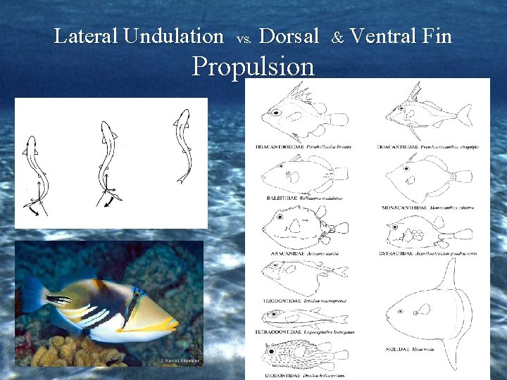 Lateral Undulation vs. Dorsal Propulsion & Ventral Fin 
