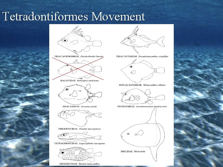 Tetradontiformes Movement 