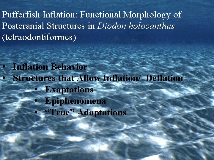 Pufferfish Inflation: Functional Morphology of Postcranial Structures in Diodon holocanthus (tetraodontiformes) • Inflation Behavior