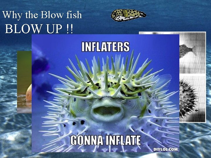 Why the Blow fish BLOW UP !! 