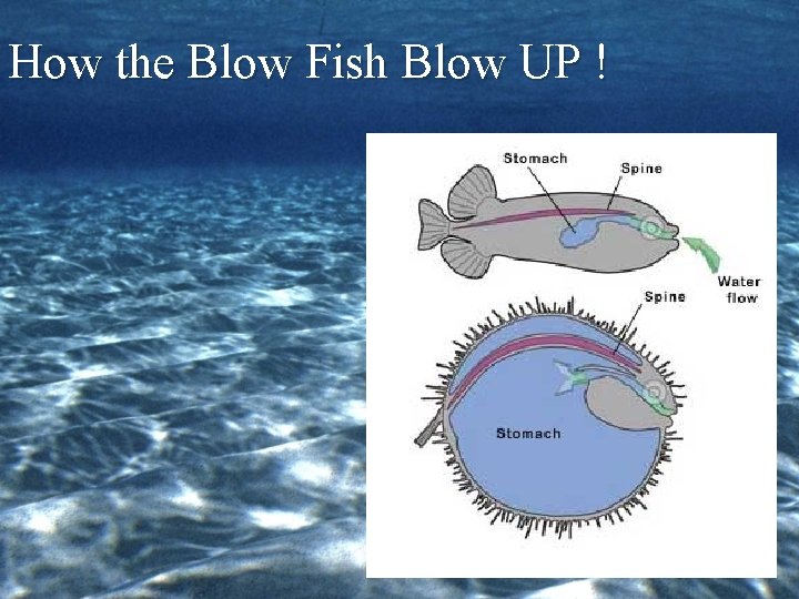 How the Blow Fish Blow UP ! 