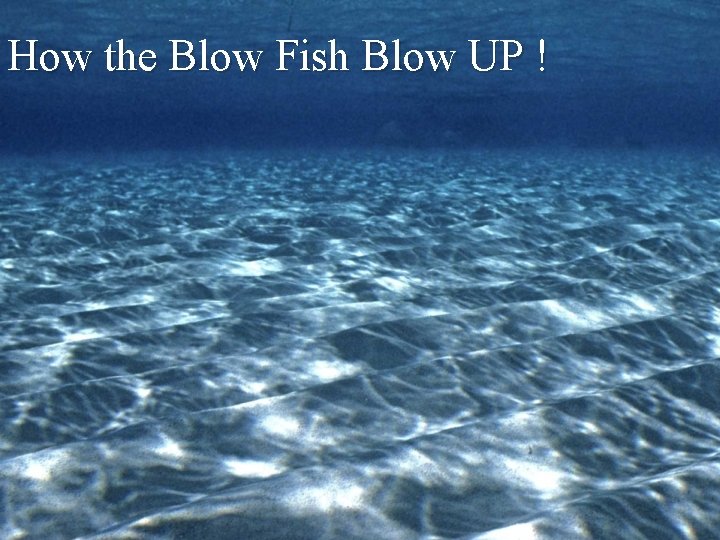 How the Blow Fish Blow UP ! 
