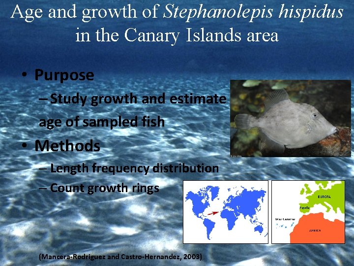 Age and growth of Stephanolepis hispidus in the Canary Islands area • Purpose –