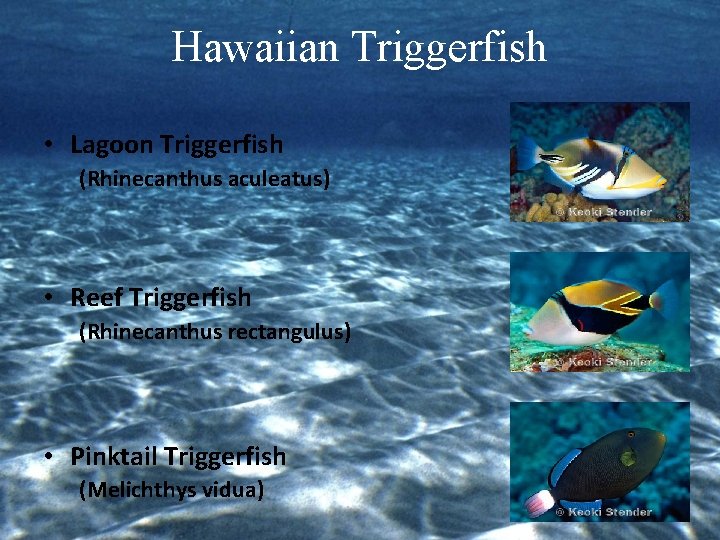 Hawaiian Triggerfish • Lagoon Triggerfish (Rhinecanthus aculeatus) • Reef Triggerfish (Rhinecanthus rectangulus) • Pinktail