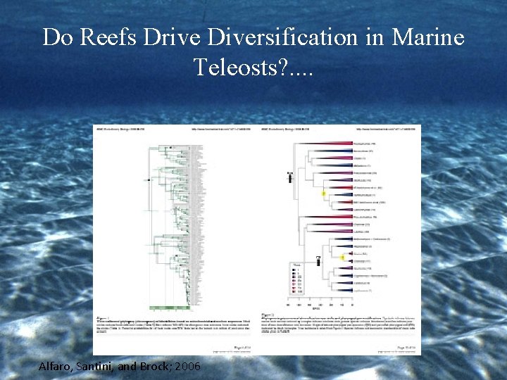 Do Reefs Drive Diversification in Marine Teleosts? . . Alfaro, Santini, and Brock; 2006