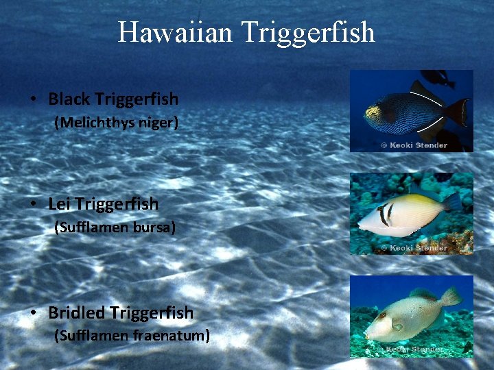 Hawaiian Triggerfish • Black Triggerfish (Melichthys niger) • Lei Triggerfish (Sufflamen bursa) • Bridled