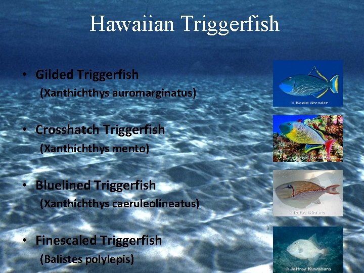 Hawaiian Triggerfish • Gilded Triggerfish (Xanthichthys auromarginatus) • Crosshatch Triggerfish (Xanthichthys mento) • Bluelined