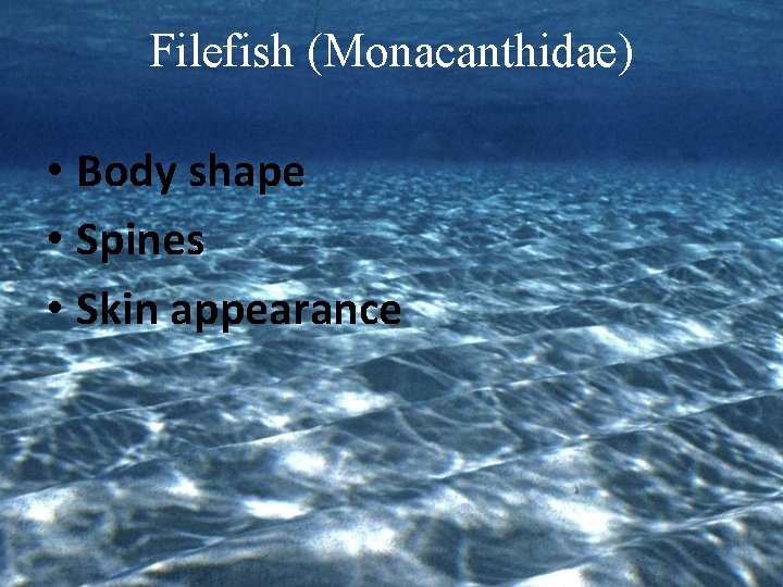 Filefish (Monacanthidae) • Body shape • Spines • Skin appearance 