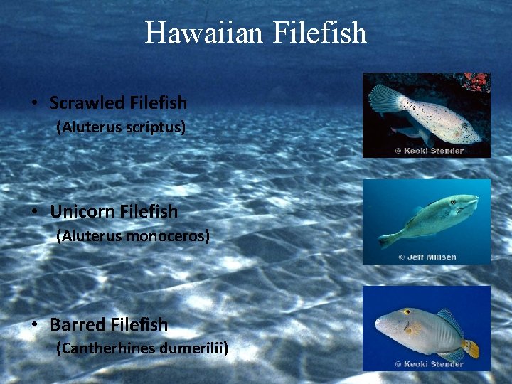 Hawaiian Filefish • Scrawled Filefish (Aluterus scriptus) • Unicorn Filefish (Aluterus monoceros) • Barred